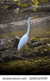 great egret, the eastern great egret is a subspecies with yellow bill and black feathers on its back