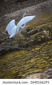 great egret, the eastern great egret is a subspecies with yellow bill and black feathers on its back