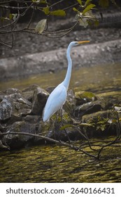 great egret, the eastern great egret is a subspecies with yellow bill and black feathers on its back