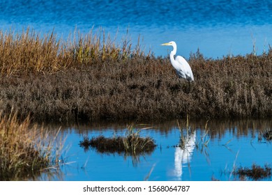 A Great Egret at Eden Landing in Hayward, California.