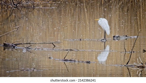 A Great Egret fishing during a snow flurry.  Buckhorn Island State Park.  Grand Island, New York, USA, April 1st, 2022
