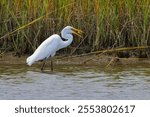 A great egret fishing in the marsh. Ardea alba.