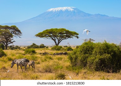 La Savane Images Photos Et Images Vectorielles De Stock Shutterstock