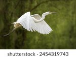 A Great egret flies perpendicular to the camera lens. Close-up great egret in flight with green background.