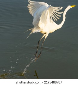 Great Egret In Flight, Jackson Park, Chicago, Illinois.