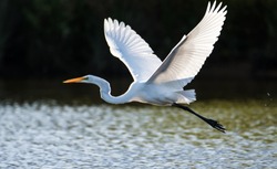 Great Egret In Flight Over Water