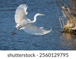 A great egret flying over a lake