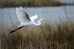 Great Egret Flying Over The Marshes.  