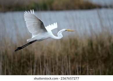 Great Egret flying over the marshes.  