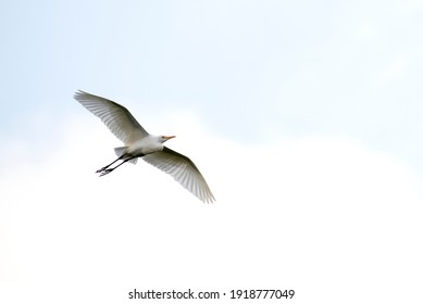 Great Egret flying in the sky,  selective focus. soft and grain image. - Shutterstock ID 1918777049