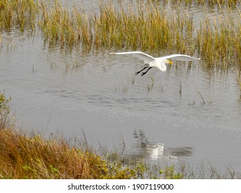 Great Egret. Galveston Bay, Texas