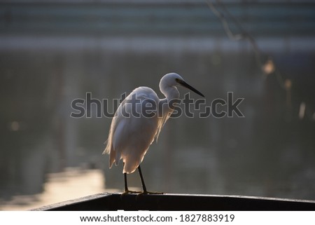 The great egret is generally a very successful species with a large and expanding range,occurring worldwide intemperate and tropical habitats ,with four subspecies found in Asia, Africa, the America.
