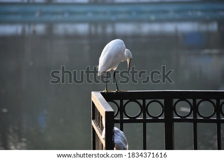 The great egret is generally a very successful species with a large and expanding range,occurring worldwide intemperate and tropical habitats ,with four subspecies found in Asia, Africa, the America.