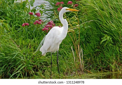 Great Egret - Horicon Marsh