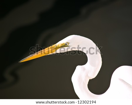 Similar – Image, Stock Photo bird Bird Zoo Ocean White