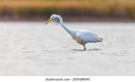 Great egret hunts in the Lake. 