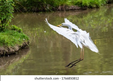 Great egret also known as the common egret, large egret, great white egret or great white heron