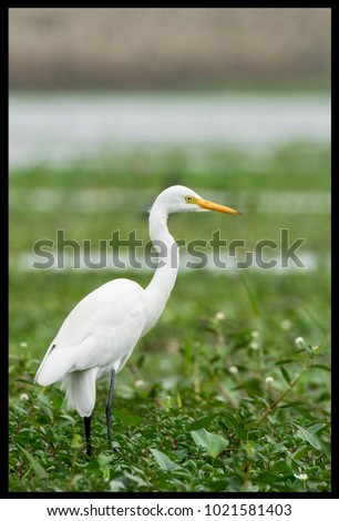 Similar – Image, Stock Photo Adult Great egret bird Ardea alba perches in a tree