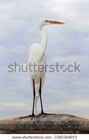 The great egret, also known as the common egret, large egret, or great white egret or great white heron. This photo was taken in historic St. Marys, Georgia.