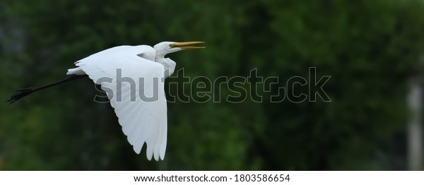 The great egret,\
also known as the common egret, large egret, or (in the Old World)\
great white egret or great white heron. it builds tree nests in\
colonies close to water.