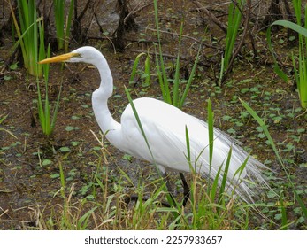 Great egret in the Lake Apopka Wildlife Refuge - Shutterstock ID 2257933657