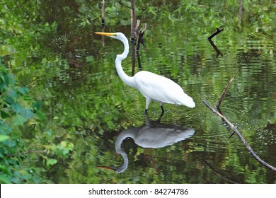 great egret in Lake Parker, Lakeland, Florida