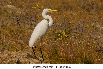 Great Egret
Latin Name: Casmerodius Albus