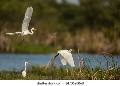 Great Egret
Latin Name: Casmerodius Albus