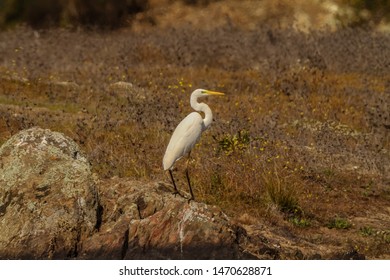 Great Egret
Latin Name: Casmerodius Albus