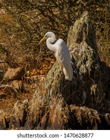 Great Egret
Latin Name: Casmerodius Albus