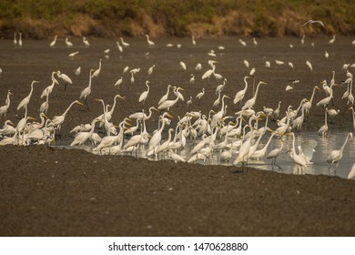 Great Egret
Latin Name: Casmerodius Albus