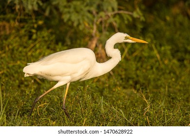 Great Egret
Latin Name: Casmerodius Albus