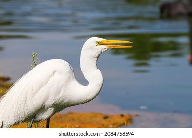 Great Egret, legs in black color, beak and yellow eye. Bird with an open beak on the edge of the lake.
