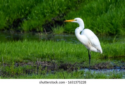 Great Egret In Lodi, California