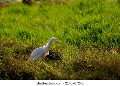 Great Egret At Lotus Farm, Thirunavaya, Malappuram District, Kerala, South India