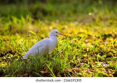 Great Egret At Lotus Farm, Thirunavaya, Malappuram District, Kerala, South India