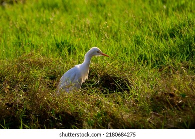 Great Egret At Lotus Farm, Thirunavaya, Malappuram District, Kerala, South India