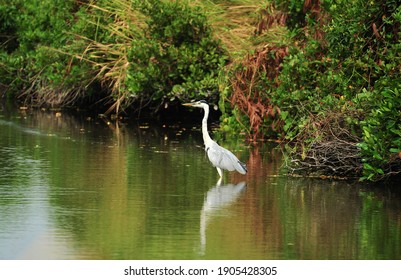 Great Egret In Mai Po, HK