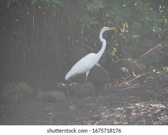 Great Egret In Mangroves Near Puerto Chiapas, Mexico