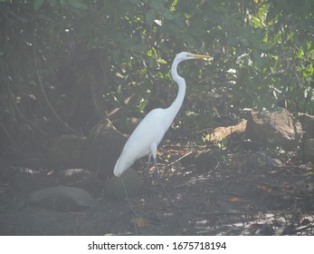 Great Egret In Mangroves Near Puerto Chiapas, Mexico