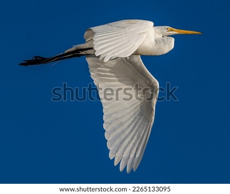 Great Egret in the Marsh at South Carolina