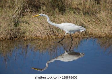 Great Egret On Prowl >> Similar Images Stock Photos Vectors Of Great Egret Mating Plumage Great Egret On Prowl >> Similar Images Stock Photos Vectors Of Great Egret Mating Plumage