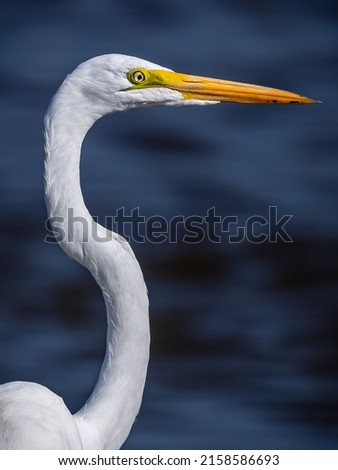 Image, Stock Photo bird Bird Zoo Ocean White