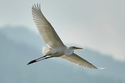 Great Egret Is Opening Its Wings, Flying In The Sky, The Feathers Are Shining Under The Sun