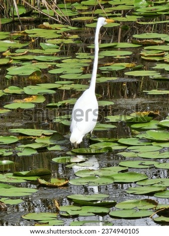 A Great Egret patiently fishing in the Tibet Butler Preserve located in Orlando, Florida.