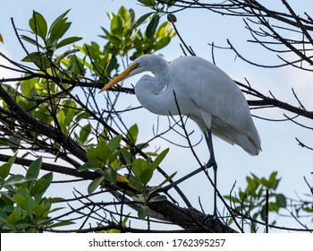 Great Egret Perched On Tree At Local South Florida Neighborhood Lake.