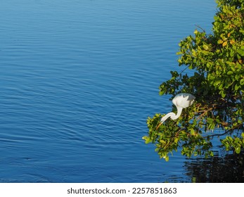 Great Egret perched on White Mangrove - Shutterstock ID 2257851863