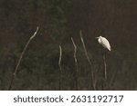 Great egret perched on wooden log at Sundarban tiger reserve, India