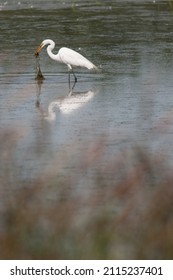 Great Egret in the pond at Montezuma National Wildlife Refuge in New York - Shutterstock ID 2115237401