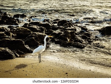 Great Egret And Posing On A Rocky Florida Beach.